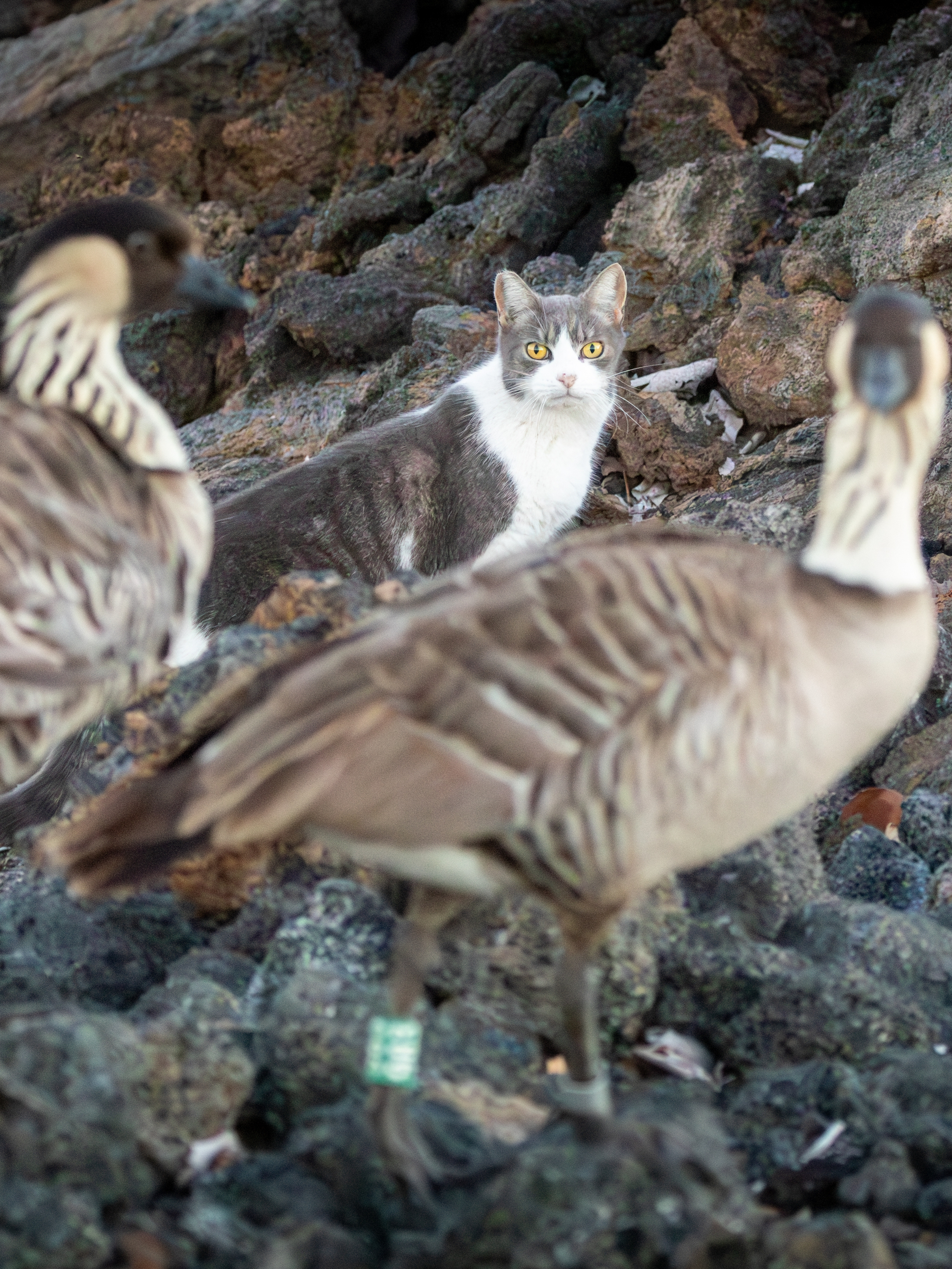 Nēnē goose with feral cat in background, illustrating the predator-prey relationship